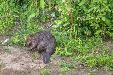 Beaver sitting on the riverbank