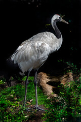 Fototapeta premium Black-necked crane on the lawn. Latin name - Grus nigricollis