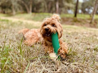 Playful and Naughty Puppy Chewing Plastic Tube Outdoors in Rural Setting.