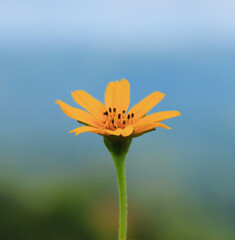 Fototapeta premium Bright Yellow Flower in Bloom