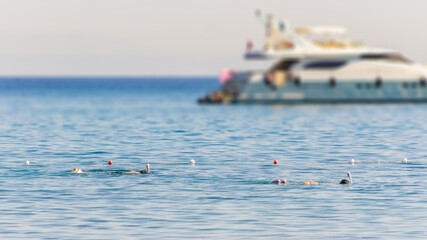 A man and a woman swim in the sea with scuba masks on a sunny day. Snorkeling. Only the backs and female buttocks are visible.