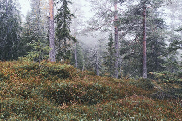 Autumn landscape from the Kalvberget coniferous forest reserve of the Totenåsen Hills, Norway.