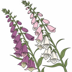 foxglove on white background  © MOHAMMADRIPON