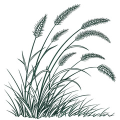 fountain grass green on white background 