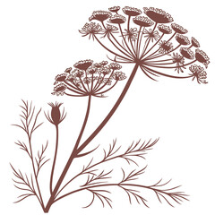 fennel bronze flower on white background 