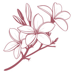 fennel bronze flower with leaves