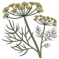 fennel bronze flower with leaves