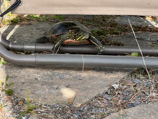 turtle hiding in shade