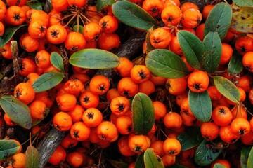 Close-up of bright orange berries with green leaves and twigs. Autumnal, natural detail
