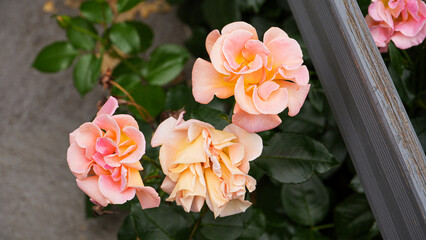 Köln, Cologne, Colônia na Alemanha