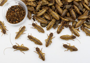 Fried insects and cricket seasoning in a bowl