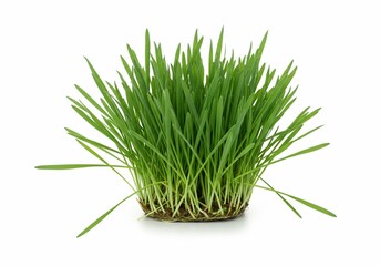 Fresh Wheatgrass Isolated on White Background