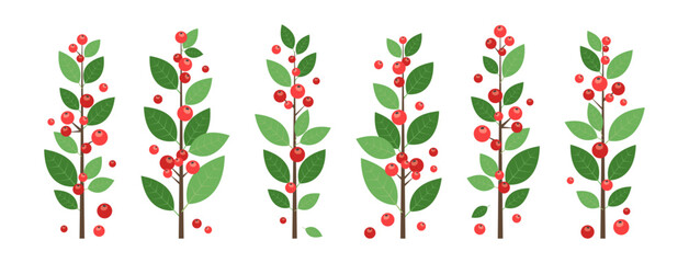 Christmas plant, winter branch berry, holiday tree leaf, holly mistletoe. Xmas decoration foliage. Cartoon red fruit twig with green leaves isolated on white bg. New Year vector illustration