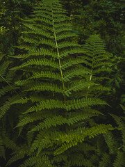Green fern leaves in summer forest, close-up of natural foliage background