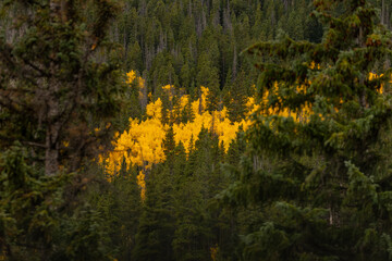 Golden aspen trees line the slopes beside I-70 in the Colorado mountains.