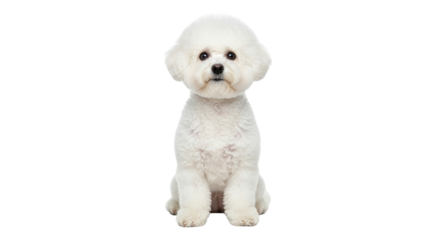 Isolated Bichon Frise puppy dog sits patiently, looking directly into the camera lens