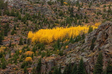 Long grouping of fall colored aspens along colorado's i-70 highway in september
