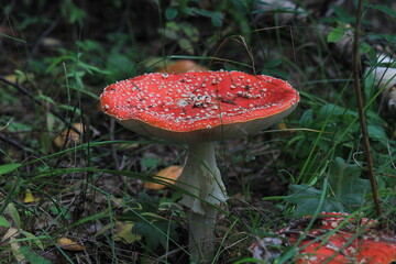 fly agaric in the summer forest