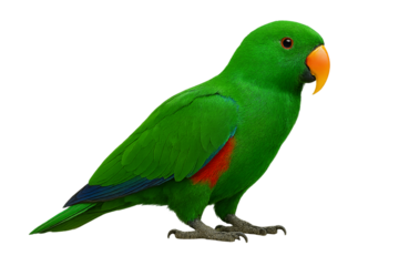 Male eclectus parrot in vivid green, orange beak, side profile