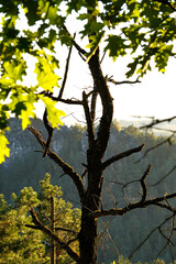 Sunlit dry tree with spider webs hanging on its branches, framed by green leaves, overlooking forested hills and rocky cliffs in the background.