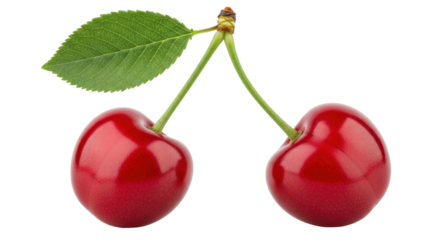 Isolated Two ripe cherries with a leaf linked at the stems as one bunch fresh fruit