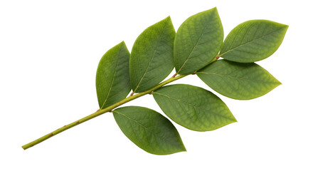 Isolated branch of green leaves for designs, foliage with textured leaves for springtime design