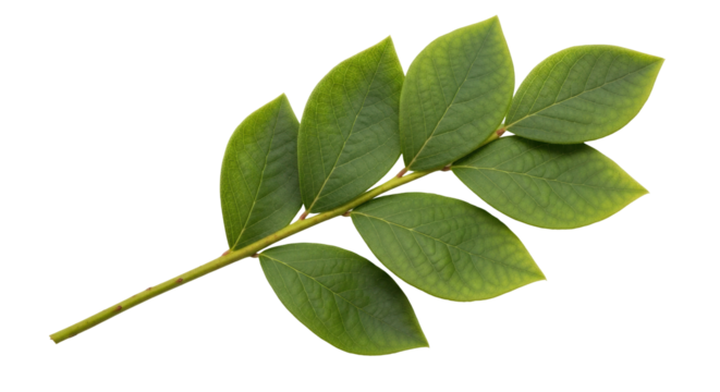 Isolated branch of green leaves for designs, foliage with textured leaves for springtime design