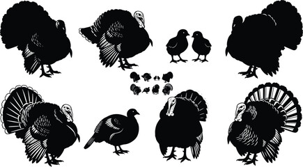 Turkey bird vector illustration, wild turkey, farm animal, Thanksgiving symbol, poultry silhouette, turkey chicks, festive design, nature, traditional holiday icon