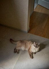 Fluffy cat playing toy on the floor at house. Adorable pets concept