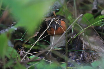 aspen mushroom in a summer forest