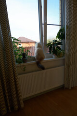 Cute cat relaxing by the window
