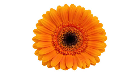 Isolated orange Gerbera daisy flower, studio shot, nature, macro photography, floral design