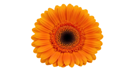 Isolated orange Gerbera daisy flower, studio shot, nature, macro photography, floral design