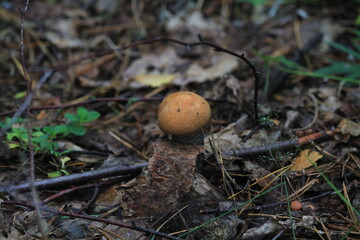 aspen mushroom in a summer forest