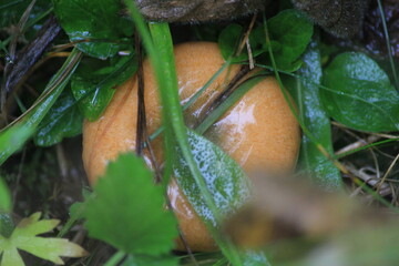 The red pine mushroom grows in the summer grass