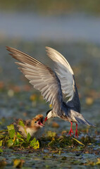 great blue heron ardea cinerea