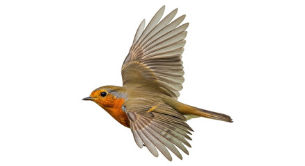 Isolated European robin in flight with outstretched wings against a clean backdrop