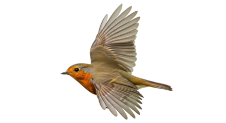 Isolated European robin in flight with outstretched wings against a clean backdrop