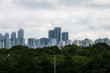 Fototapeta premium skyscrapers over the forest