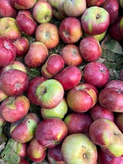 Freshly Harvested Red and Green Apples on Grass