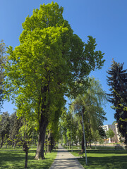 Fototapeta premium Wide park alley lined with large trees