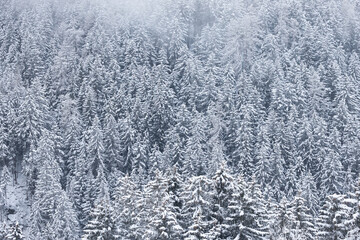 Snow-covered evergreen forest landscape, showcasing a dense arrangement of trees blanketed in white, creating a serene winter atmosphere with soft light filtering through the branches