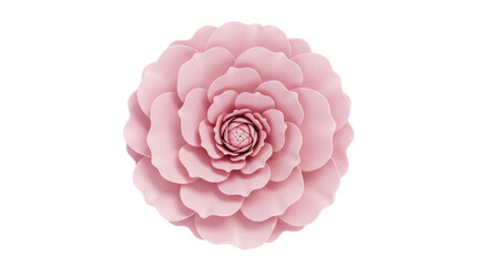 Isolated beautiful pastel pink camellia flower head blossoming in soft light studio shot