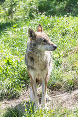 Wolf hunting in the forest. Canis Lupus, free in the wild nature