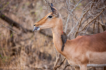 South Africa, Kruger National Park, Red-billed Oxpecker (Buphagus erythrorhynchus) on Impala