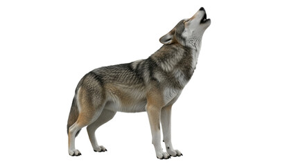 Isolated canis lupus howling, a graceful animal with wild nature and distinctive features © Anna