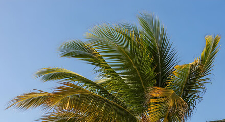 Fototapeta premium Palm tree foliage against blue sky