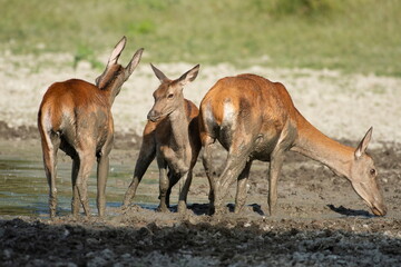 The doe and calf rest in the mud during the hot summer days