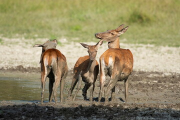 The doe and calf rest in the mud during the hot summer days