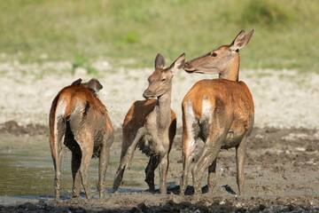 Fototapeta premium The doe and calf rest in the mud during the hot summer days
